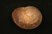 藏品(大王鼈甲蝸牛)的圖片